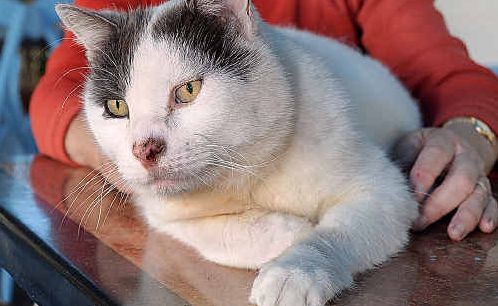 Tina Wheatcroft is hoping Fat Cat, a fixture at George’s Greek Restaurant for years, finds a new home. Tina Wheatcroft is hoping Fat Cat, a fixture at George’s Greek Restaurant for years, finds a new home.